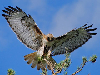 Bird prey perched branch wings - a tree branch free wallpaper