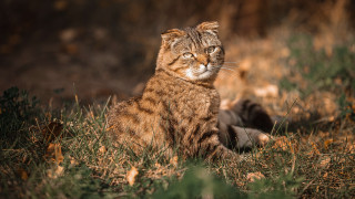 Cat grass autumn blurry nature - the distance free wallpaper