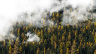 Forest steam trees plane autumn - volumetric fog free wallpaper