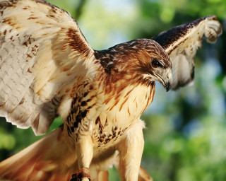 Bird of prey wings spread - wing free wallpaper