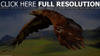 Bird flying through air caption - below free wallpaper