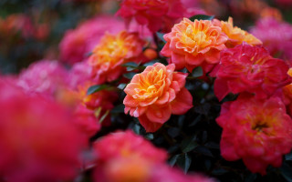 Flowers vase table pink yellow - rose free wallpaper