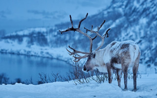 Reindeer snow lake ecological art - a lake in the background free wallpaper