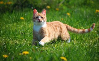 Cat grass bush christmas dandelion - grass free wallpaper