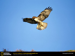 Bird flying wings spread wide 2 - animal free wallpaper