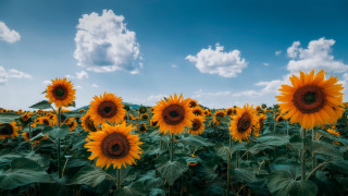 Sunflower field blue sky clouds 5 - under free wallpaper for desktop