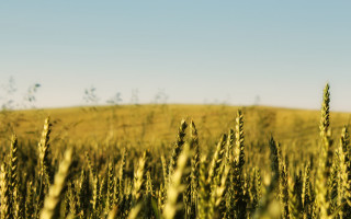 Green hill tiltshift autumn leaves - heavy grain free wallpaper