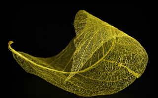 Yellow leaf black background fine - a yellow leaf free wallpaper