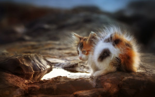 Cat rock distant view blurry - an impressionist painting free wallpaper for desktop