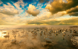 Birds beach sunset clouds matte - top of a beach next free wallpaper