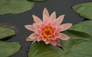 Pink flower pond lilies ecological - blanche hoschedé monet free wallpaper