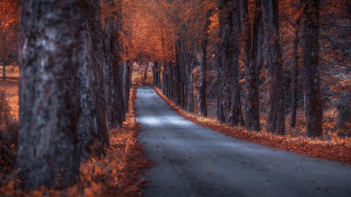Forest road autumn leaves blurry - the side of it free wallpaper
