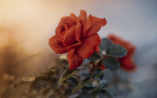 Red rose blurry background depth - a single red rose free wallpaper