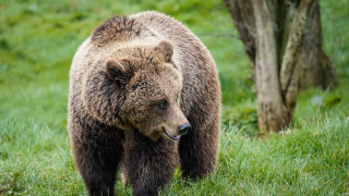 Brown bear grassy field tree - primitivism free wallpaper