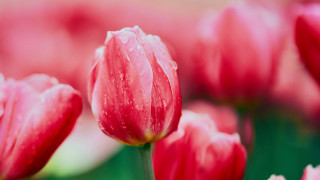 Pink flowers water droplets macro 3 - betty merken free wallpaper