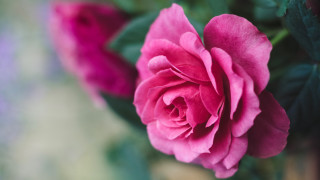 Pink rose vase bloom macro - a vase free wallpaper
