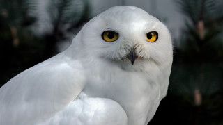 White owl yellow eyes nature - a white owl free wallpaper