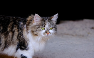 Cat green eyes black background 4 - cat free wallpaper