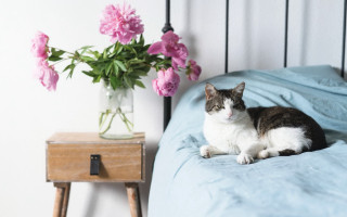 Cat bed vase flowers nightstand - a bed next free wallpaper
