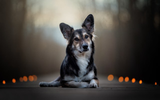 Dog candle background portrait animal - a portrait free wallpaper