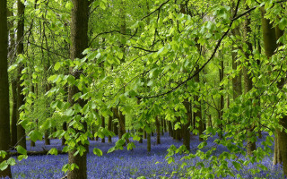 Bluebells forest trees green leaves - the branch free wallpaper