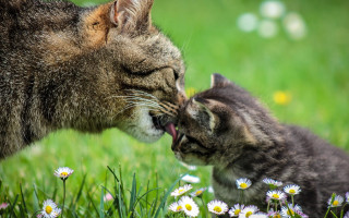 Cat licking kitten daisies nature - bálint kiss free wallpaper
