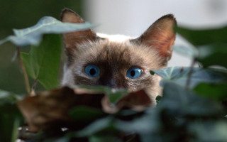 Blue eyes cat peeking leafy - carlos catasse free wallpaper for desktop