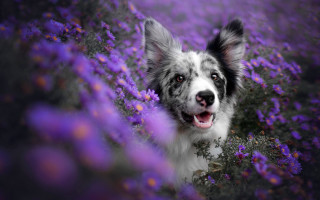 Dog purple flower field smiling - tongue free wallpaper