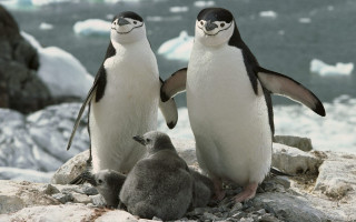 Penguins rocks snowy mountains outdoors - the rock free wallpaper