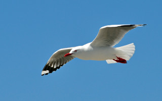 White bird blue sky red - bird free wallpaper