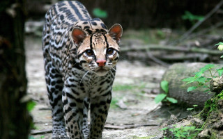 Leopard forest carlos catasse 3d - its body free wallpaper