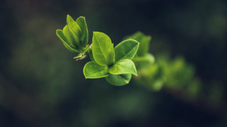 Green leafy plant macro shallow - a green leafy plant free wallpaper