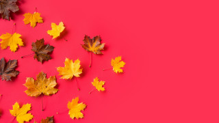 Autumn leaves butterfly hat pink - a group free wallpaper