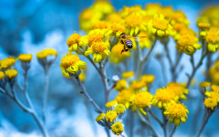 Bee yellow flowers blue sky - a bee free wallpaper