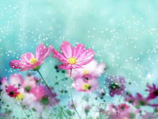 Pink flowers field blue sky 3 - a field of flowers free wallpaper