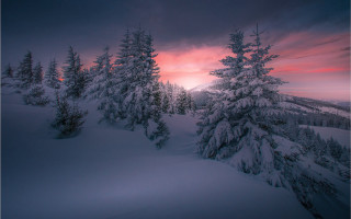 Snowy landscape trees sunset pink - tree and a sunset in the background free wallpaper