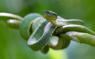 Green snake branch leaves blurry - the background and a blurry background of grass free wallpaper