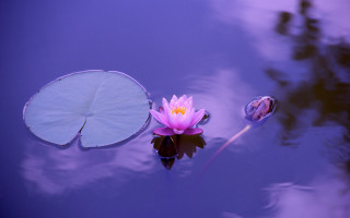 Pink flower floating lake leafy - chang daichien free wallpaper