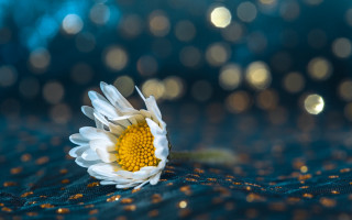 White flower blue cloth gold - a blue cloth free wallpaper