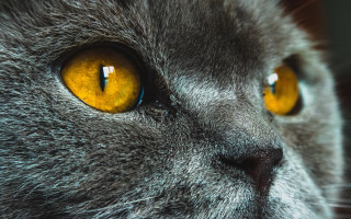 Cat face yellow eyes explosion - a close up of a cats face free wallpaper
