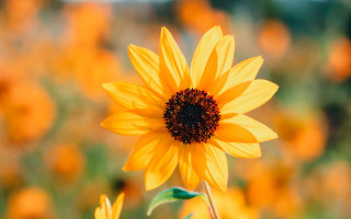 Sunflower yellow flowers orange bokeh - yellow flower free wallpaper
