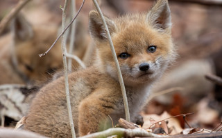 Small fox cub in woods - the wood free wallpaper for desktop