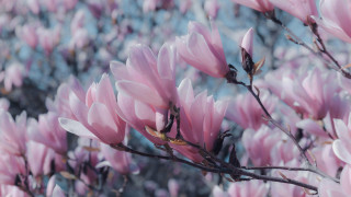 Pink flowers branch sunlight blue - a tree branch in the sun light of the day free wallpaper