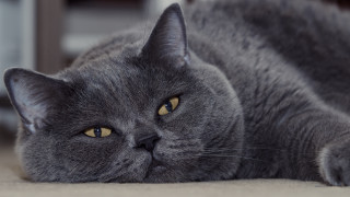 Gray cat sad portrait animal - a portrait free wallpaper