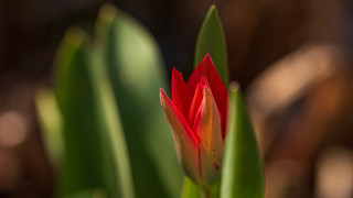 Red flower green leaves blurry 8 - a red flower free wallpaper