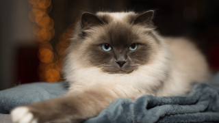 Cat blanket blurry lights renaissance - a portrait free wallpaper