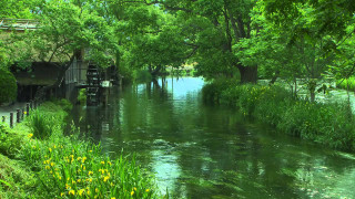 River lush forest trees flowers - a bridge over a river free wallpaper