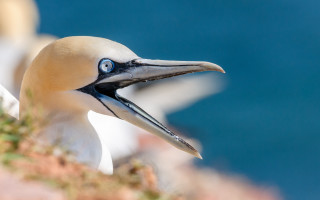 Bird long beak blue eye - a long beak free wallpaper