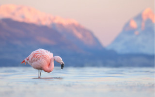 Pink flamingo mountains sunset water 2 - photography free wallpaper