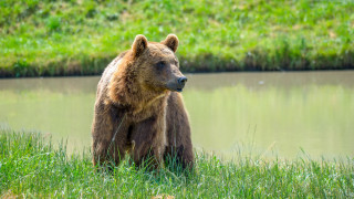 Brown bear grass water nature - a brown bear free wallpaper
